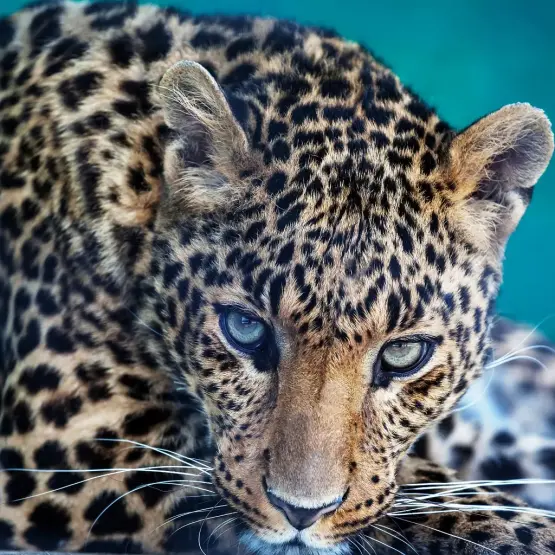 Blue Eyed Leopard